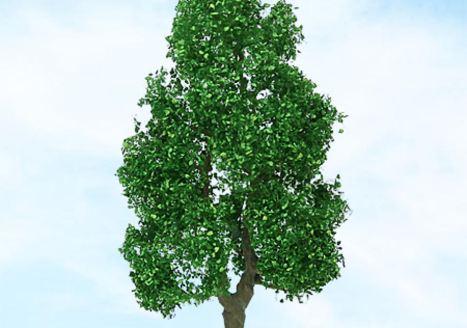 Alder