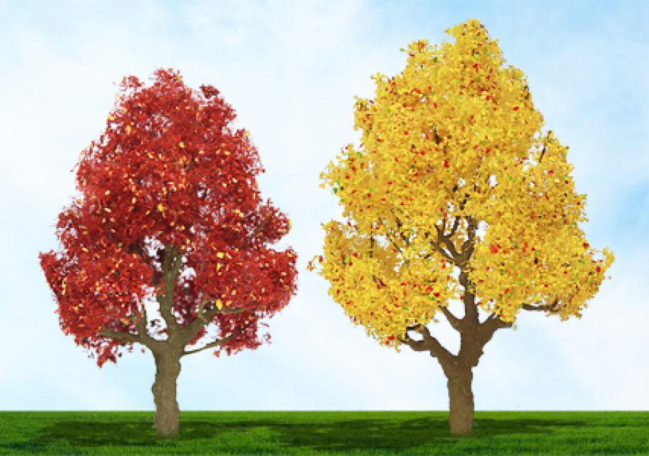 Autumn Deciduous