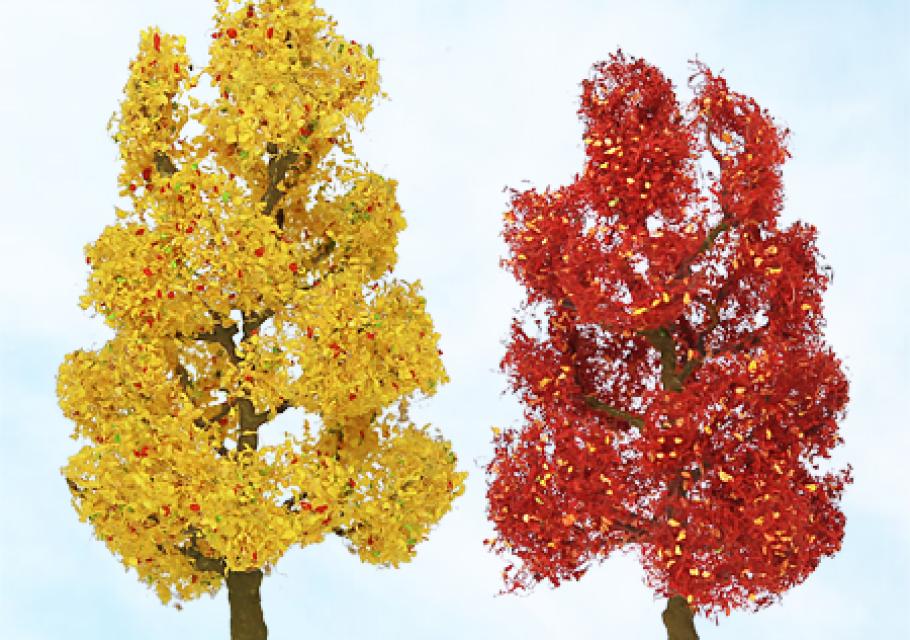 Autumn Sycamore