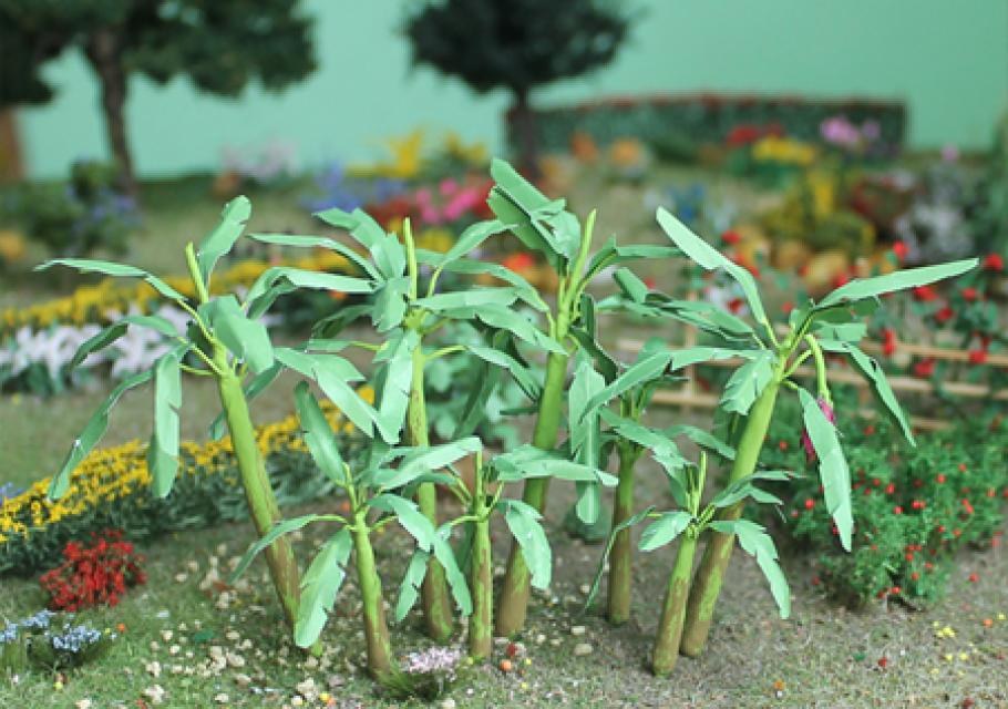Banana Trees