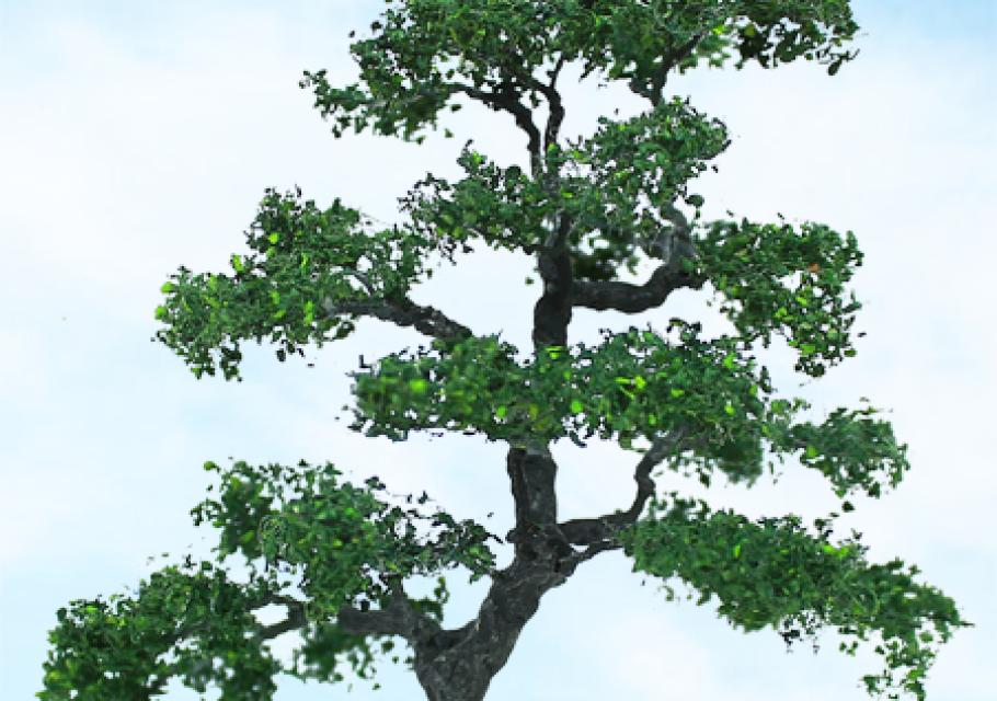 Beech
