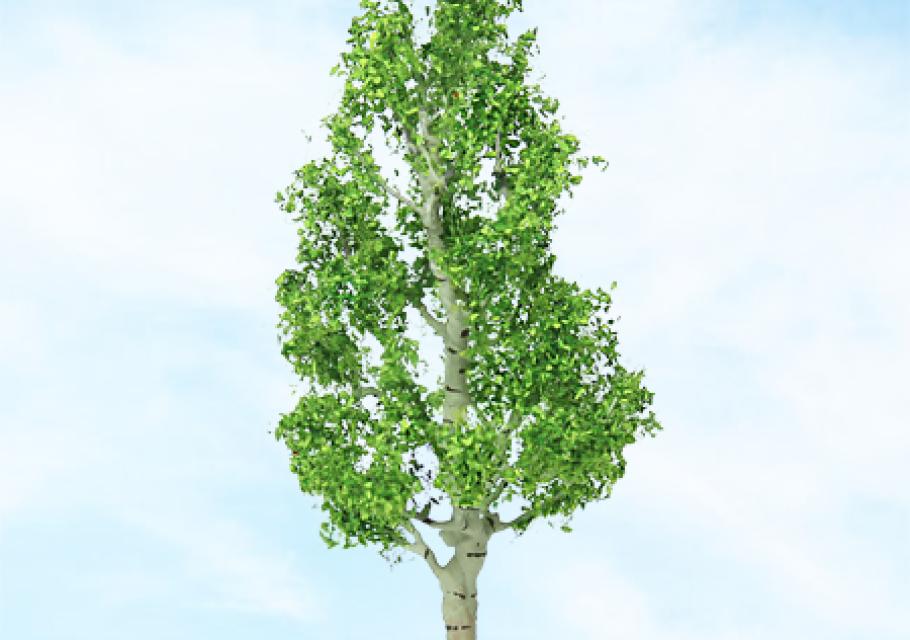 Birch