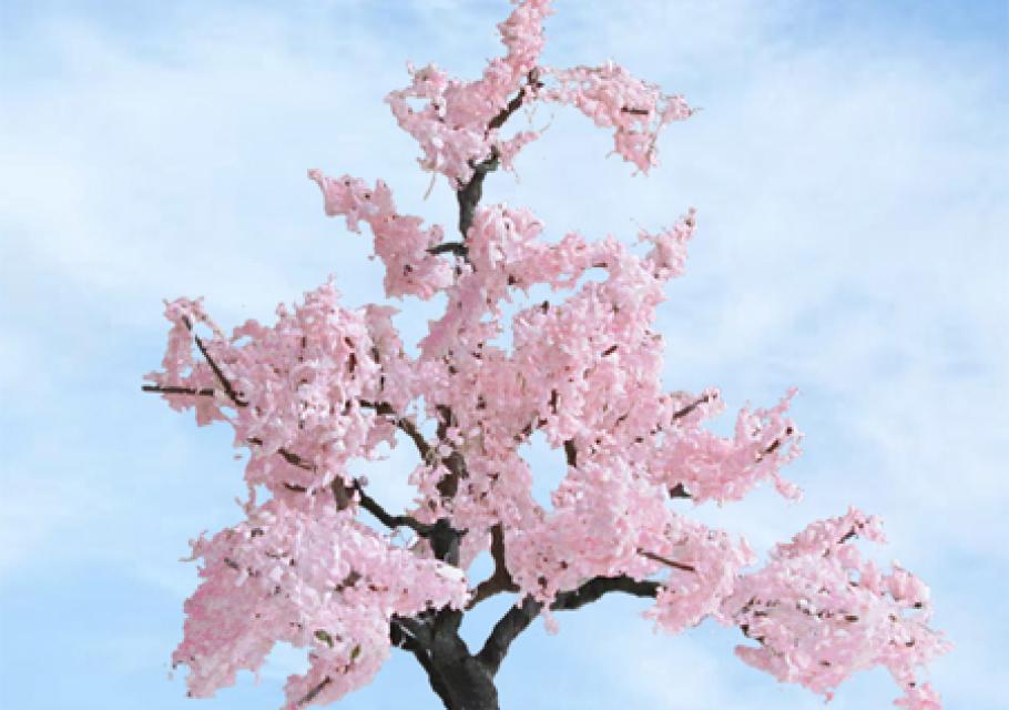 Blossom Cherry