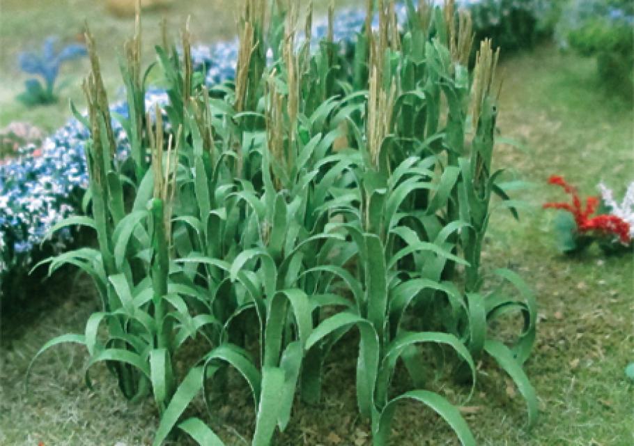 Corn Stalks