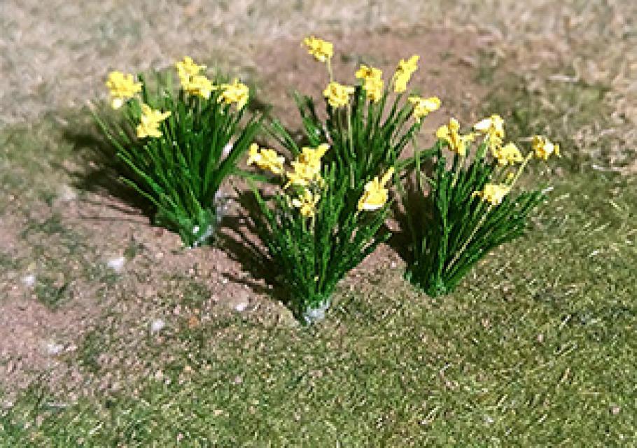 Daffodils