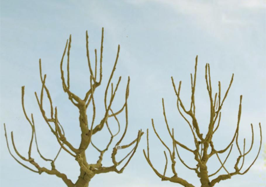 Deciduous Bare Trees