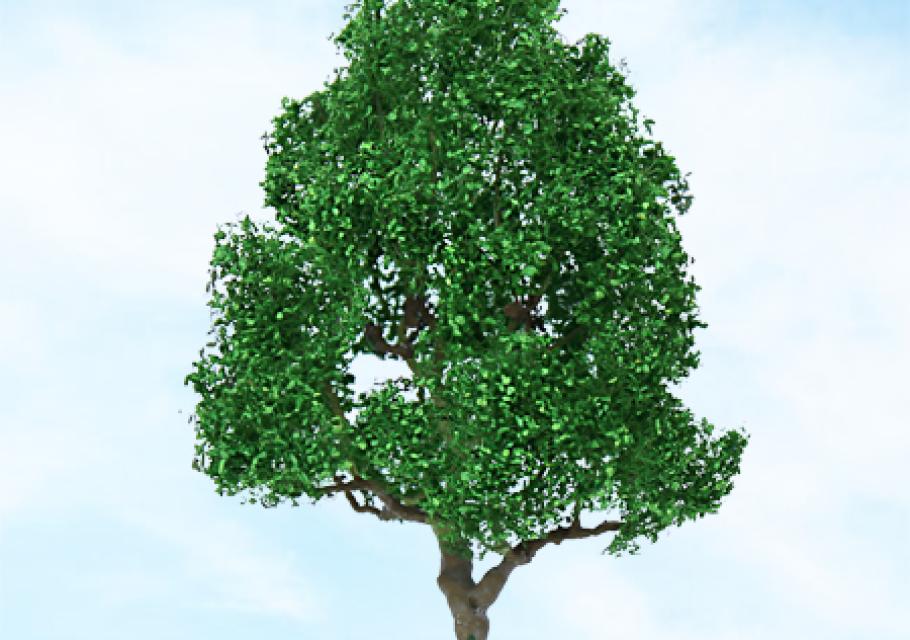 Deciduous