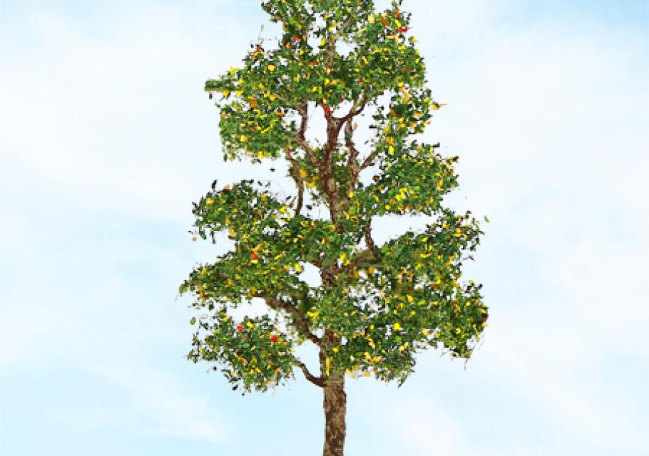 Downy Birch
