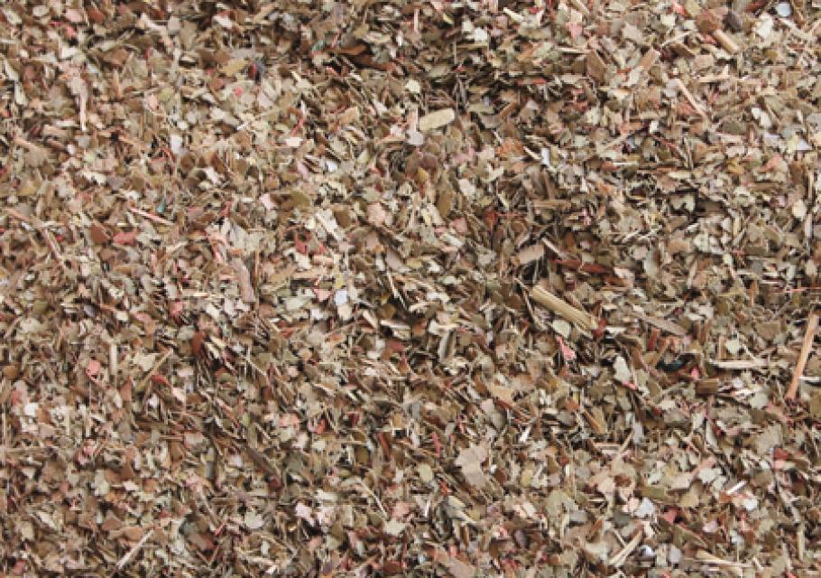 Dried Leaves