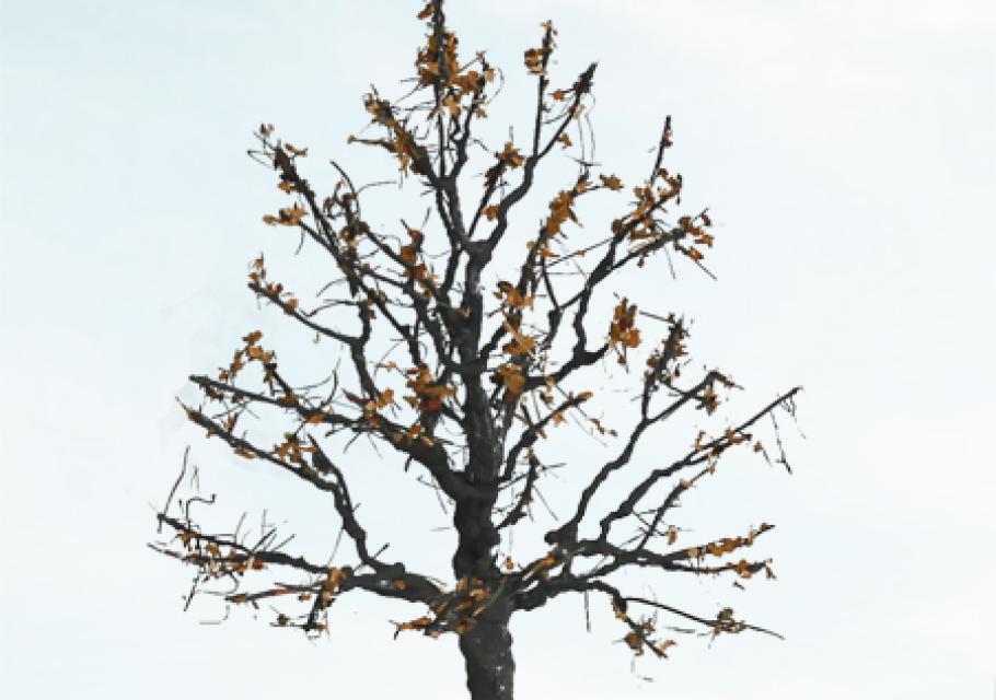 Dry Tree