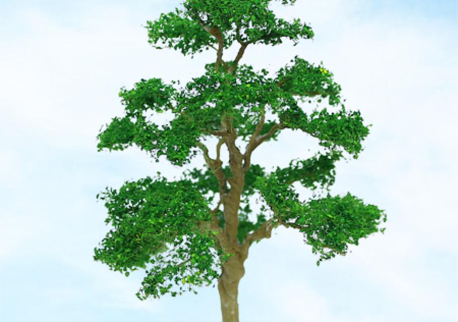 Elm