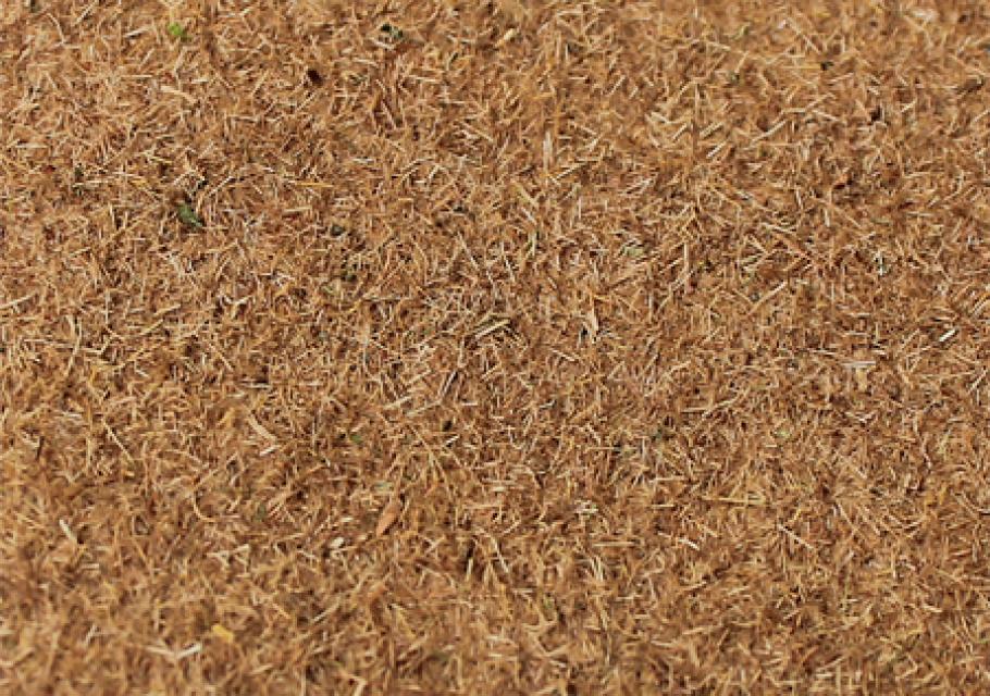 Golden Straw 
