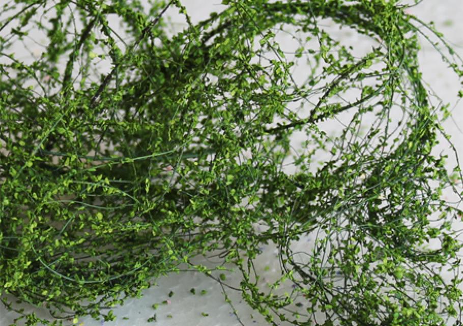 Green Climbing Vines