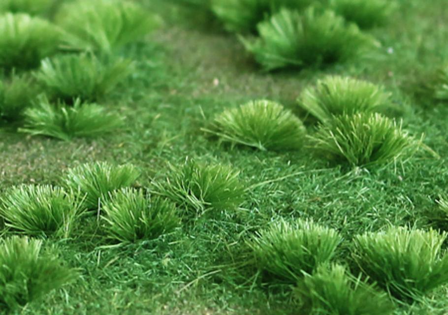 Green Meadow