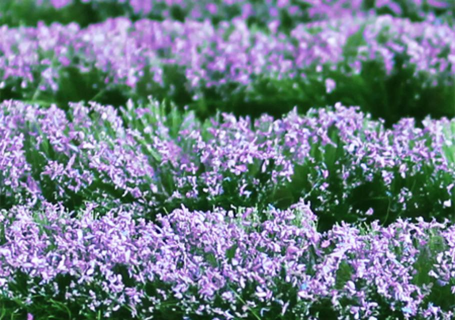 Lavenders