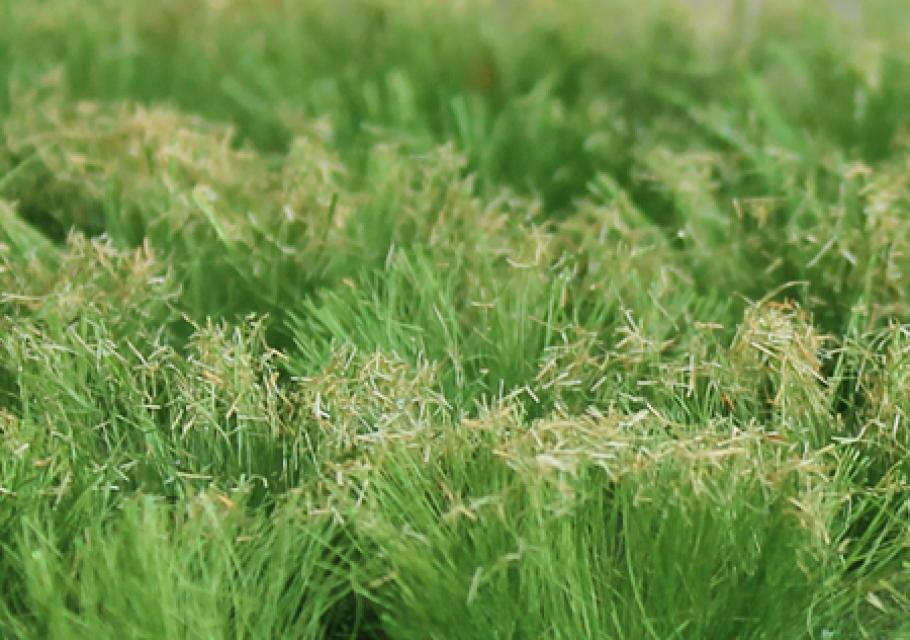 Love Grass