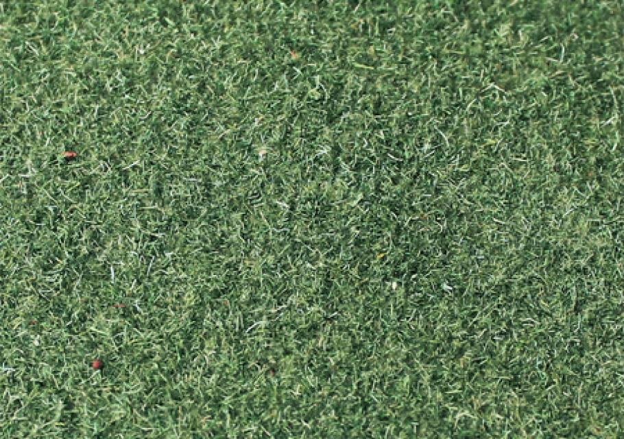 Moss Green 