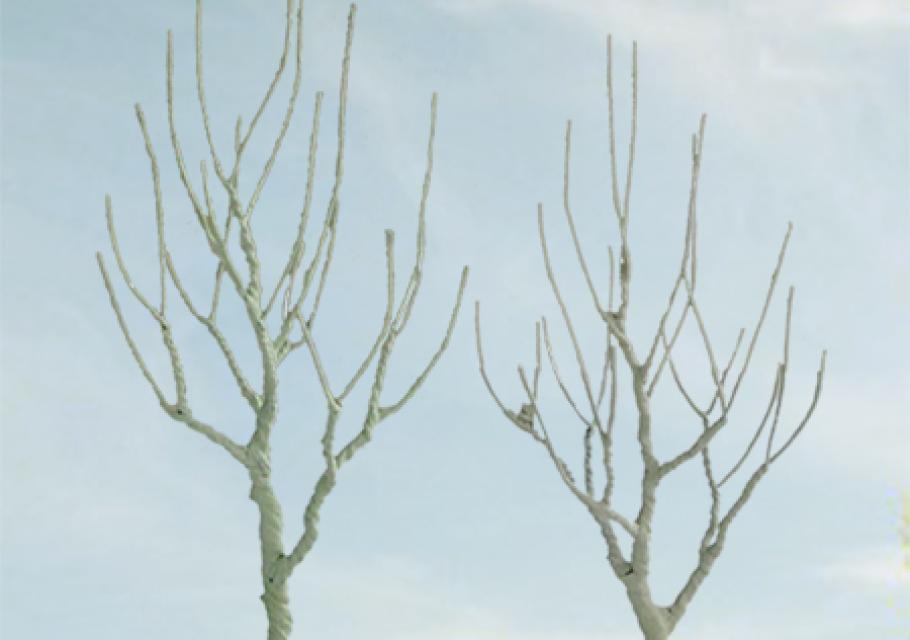 Mountain Gum Bare Trees