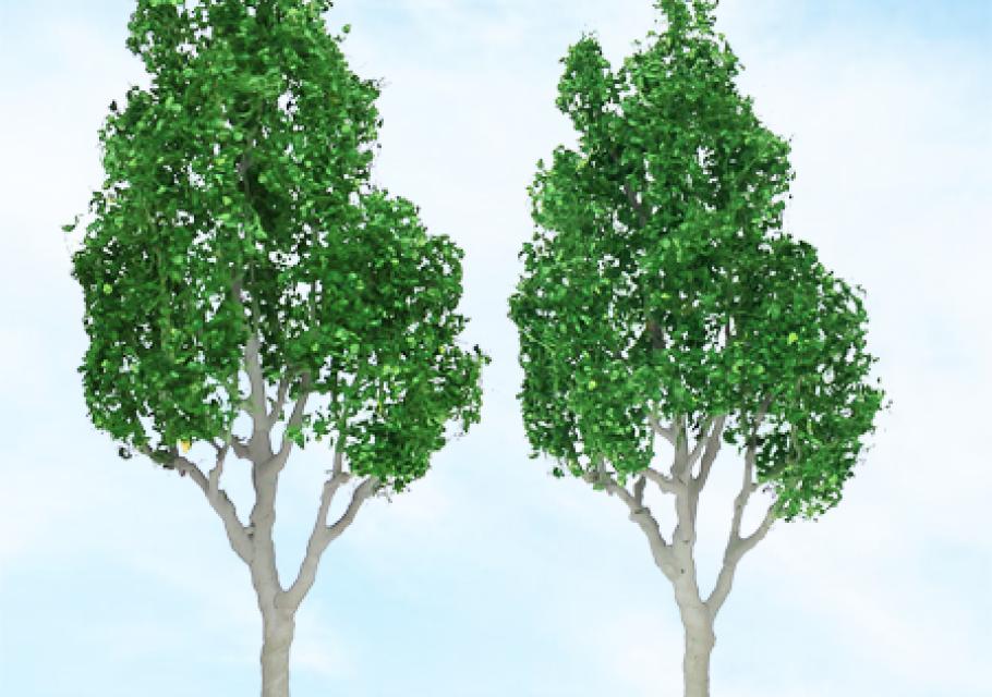 Mountain Gum