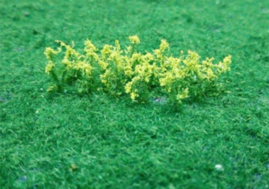 Oilseed Rape