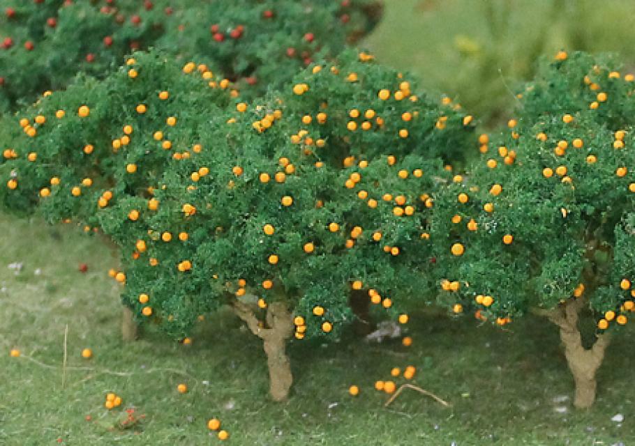 Orange Tree Grove
