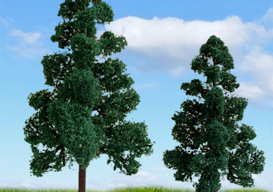 Scenic Lodgepole Pine