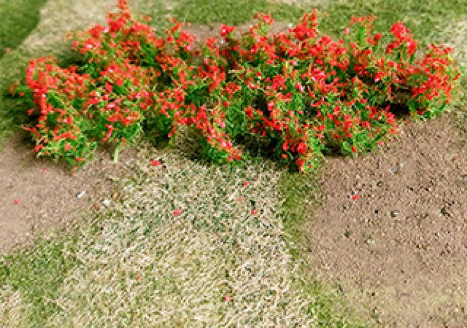 Red Poppies