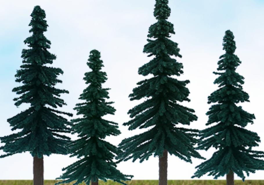 Scenic Spruce