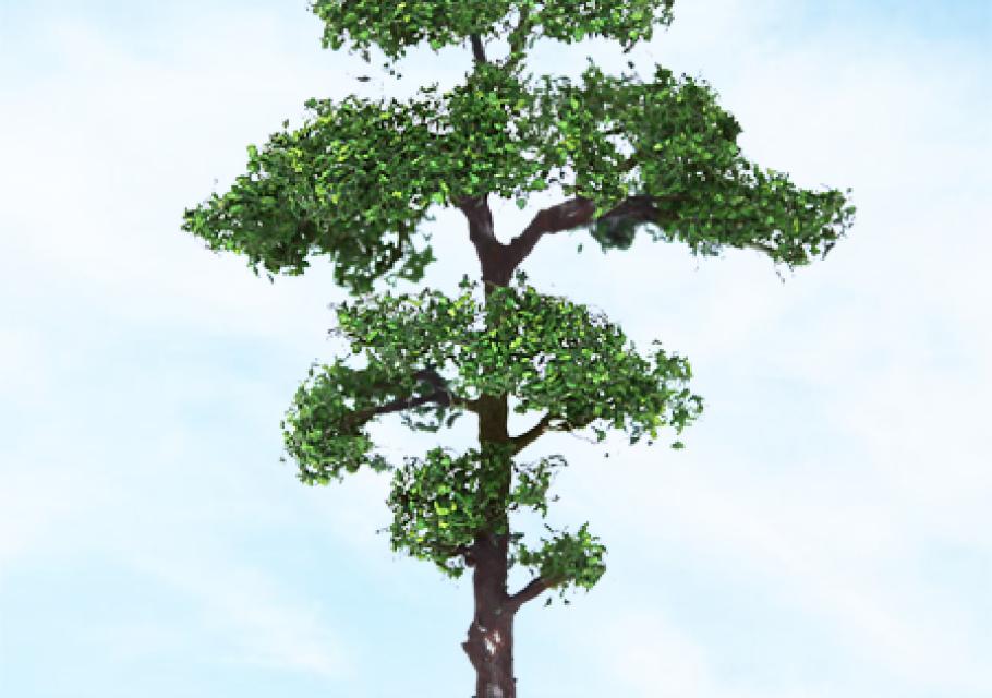 Scots Pine