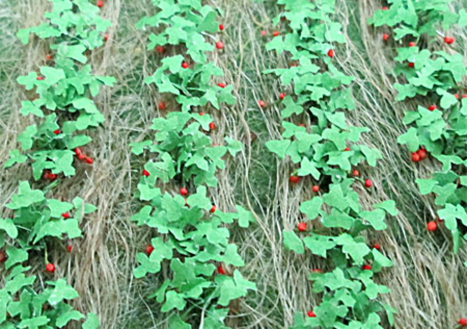 Strawberries