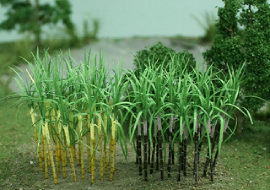 Sugarcane Plants