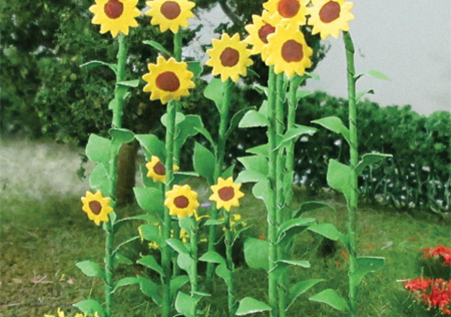 Sunflowers