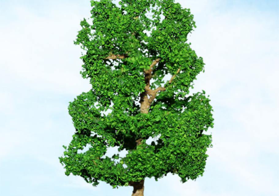 Sycamore