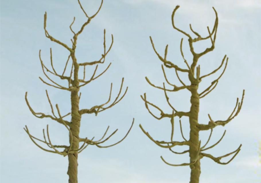 Sycamore Bare Trees