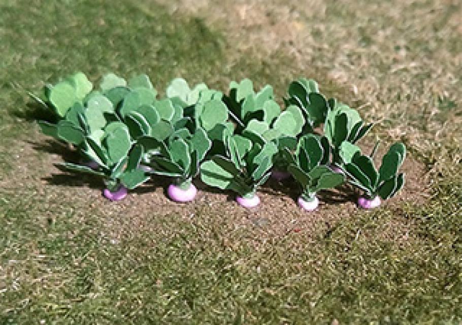Turnips
