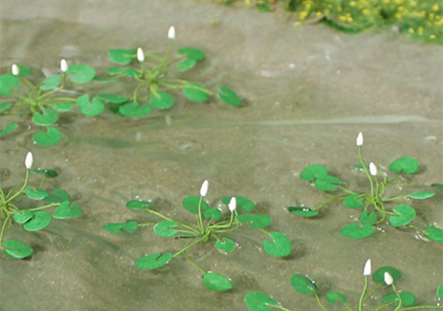 Water Lilies