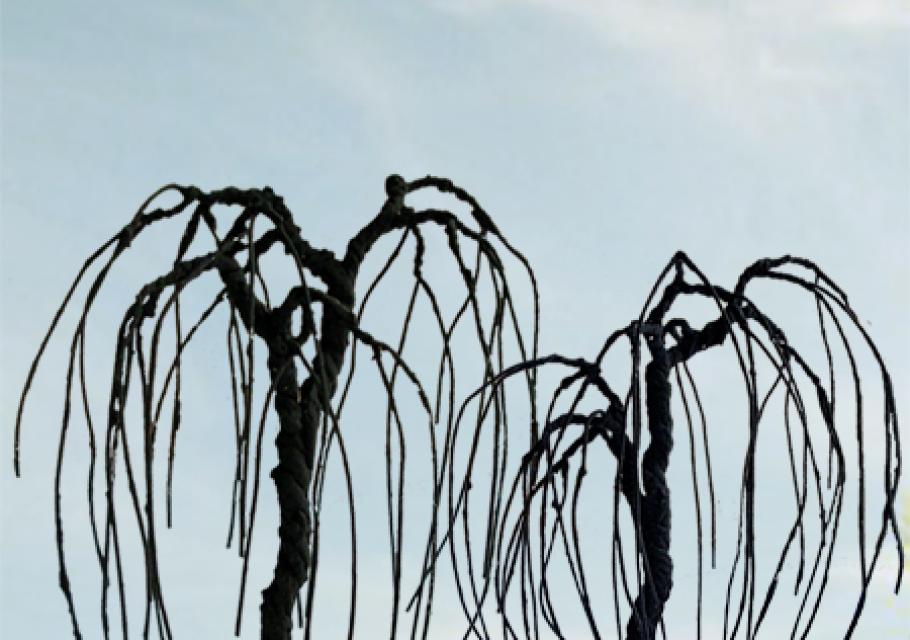 Willow Bare Trees
