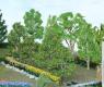 PREMIUM TREES