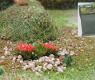 GROUND COVER BALLASTS