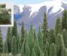 SCENIC PINE TREES