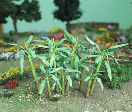 Banana Trees