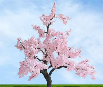 Blossom Cherry