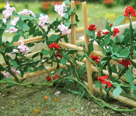 Climbing Roses