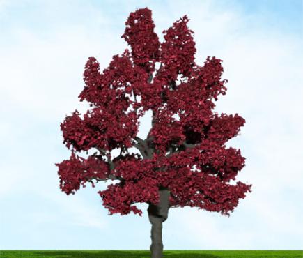 Copper Beech
