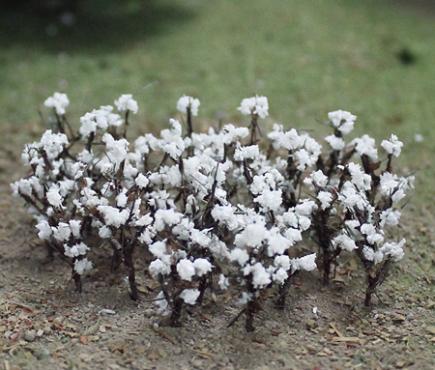 Cotton Plants