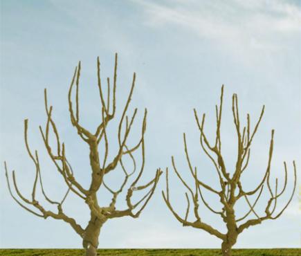 Deciduous Bare Trees