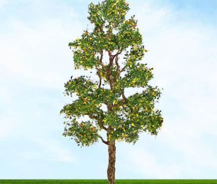 Downy Birch