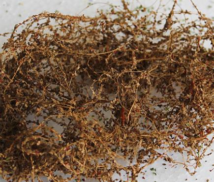 Dried Vines
