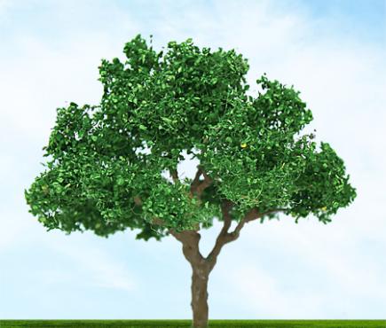 Green Jacaranda