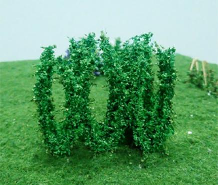 Hops Plants